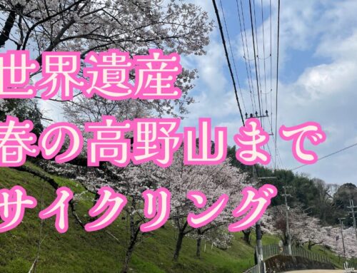 【世界遺産】桜を求めて春の高野山までサイクリング