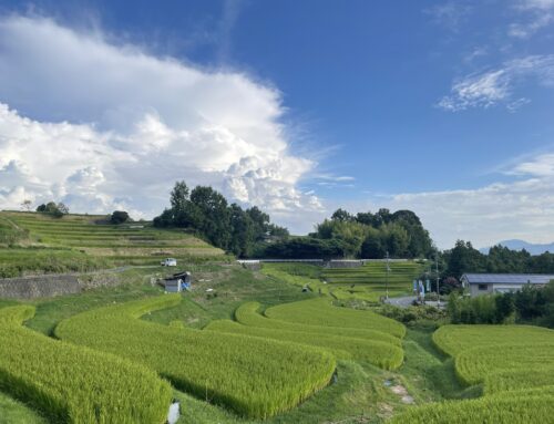 【令和の米騒動】下赤阪の棚田まで観光ライド